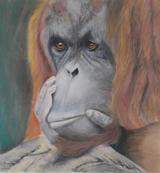 Orangutan 2